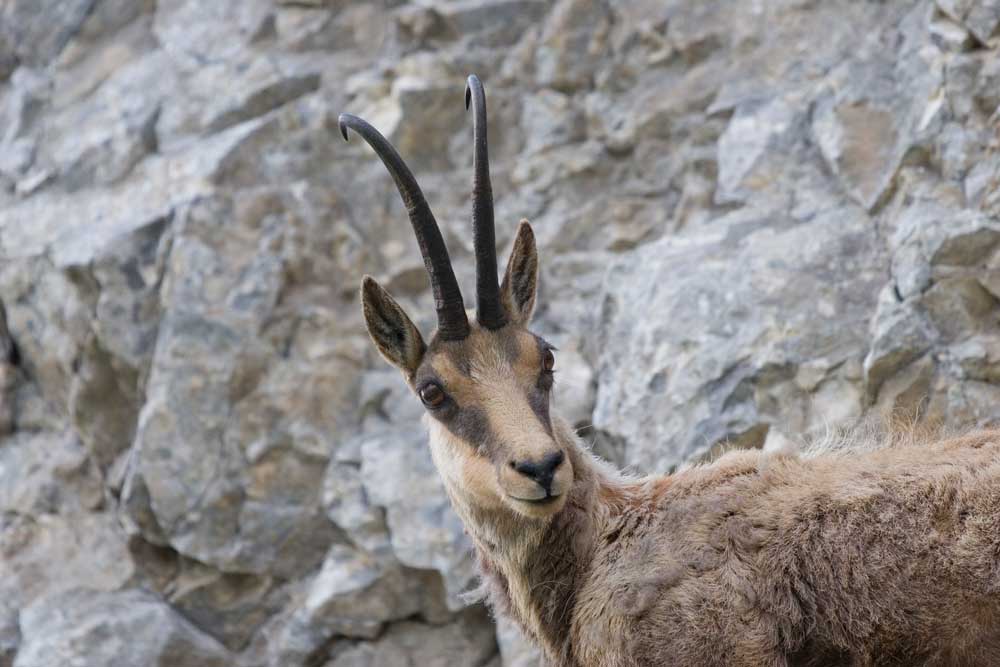 I camosci della Val di Rose